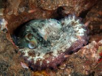 Common Octopus sleeping with one eye open St.Kits